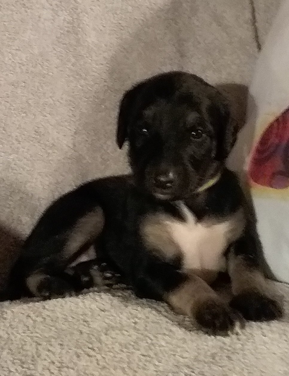 Yellow Girl 3 Weeks.jpg - 3551 K